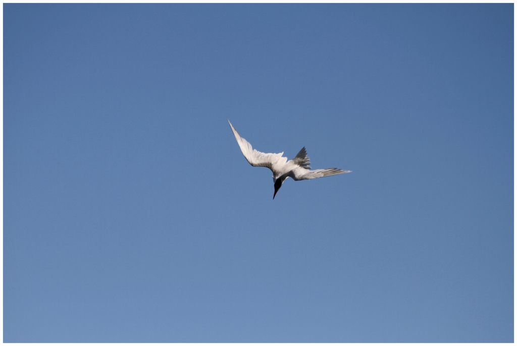 01- Vancouver (10).JPG